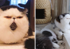 Meet Zuu – The Cat Who Embodies The Feeling When You Hear Your Alarm Clock Start Ringing