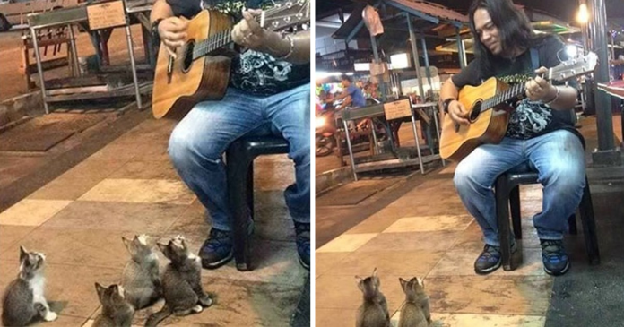 4 Music-Loving Kitties Come To Listen To Street Singer Everyone Else Ignored