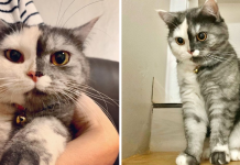 Meet ‘Chimera,’ The Cat Who Has A Unique Face And A Cuddly Personality