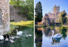 Bishop Palace Swans Ring The Palace’s Bells Whenever They Want Food