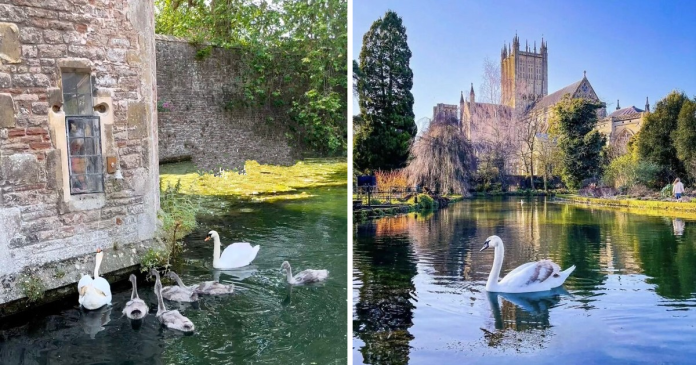 Bishop Palace Swans Ring The Palace's Bells Whenever They Want Food