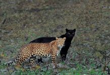 Wildlife Photographer Waits 6 Days For A Perfect Photograph Of A Leopard And A Black Panther