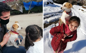Little Girl Trudges Through Snow To Get Help For Her Sick Dog