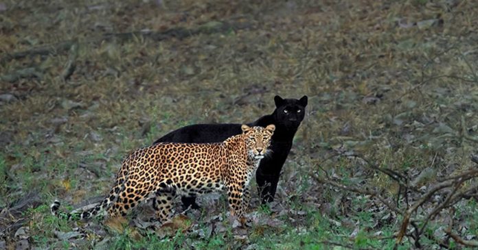 Wildlife Photographer Waits 6 Days For A Perfect Photograph Of A Leopard And A Black Panther
