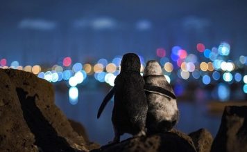 Two Penguins Overlooking The Melbourne Skyline Together While Comforting Eachother
