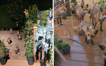 25 Years Ago, This Woman Began Feeding A Family Of Foxes, And Their Offspring Come To Her To This Day