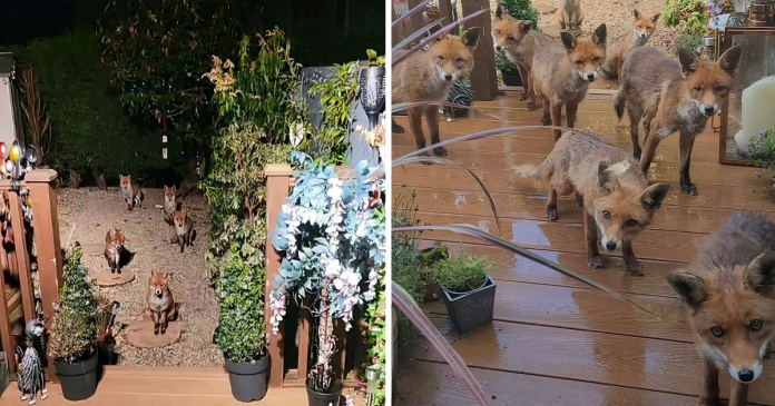 25 Years Ago, This Woman Began Feeding A Family Of Foxes, And Their Offspring Come To Her To This Day