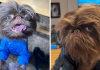 Dog Looks Exactly Like Real-Life Chewbacca