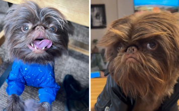 Dog Looks Exactly Like Real-Life Chewbacca