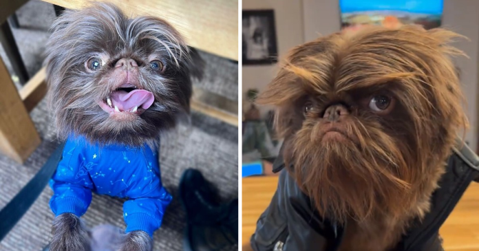 Dog Looks Exactly Like Real-Life Chewbacca