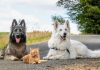 Dogs Helped To Raise An adopted Kitten, And Now The Cat Thinks He’s A Dog