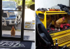 Abandoned Rooster Randomly Shows Up At Auto Shop And Decides It’s His Home Now