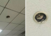 Office Workers Realize They’re Being Spied On By A Cat
