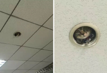 Office Workers Realize They’re Being Spied On By A Cat