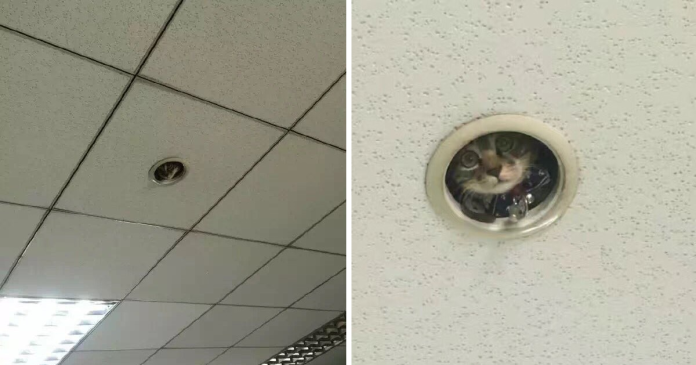 Office Workers Realize They’re Being Spied On By A Cat