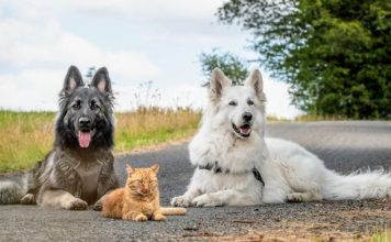 Dogs Helped To Raise An adopted Kitten, And Now The Cat Thinks He’s A Dog