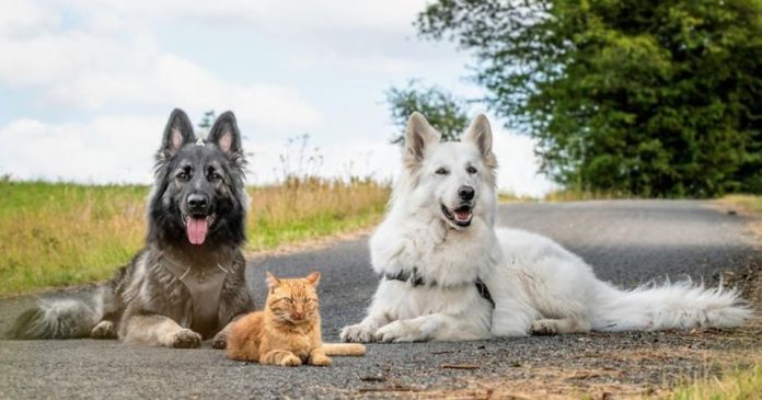 Dogs Helped To Raise An adopted Kitten, And Now The Cat Thinks He’s A Dog