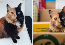 This ‘Chimera’ Kitten Is One Of The Cutest Works Of The Nature