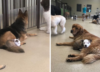 Dog Finds The Fluffiest Dogs In Daycare So She Can Nap On Them