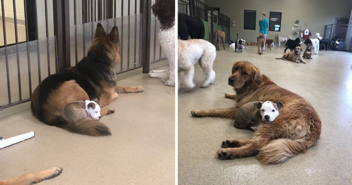Dog Finds The Fluffiest Dogs In Daycare So She Can Nap On Them