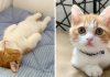 This Adorable Munchkin Kitten Sleeps Like A Human