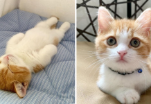 This Adorable Munchkin Kitten Sleeps Like A Human