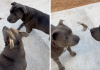 Two Pit Bulls Became Friends With A Hummingbird