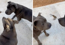 Two Pit Bulls Became Friends With A Hummingbird