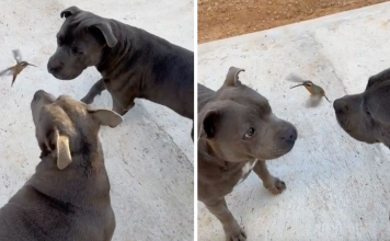 Two Pit Bulls Became Friends With A Hummingbird