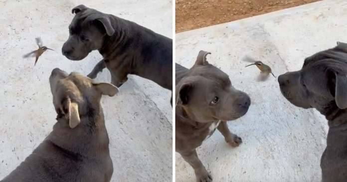 Two Pit Bulls Became Friends With A Hummingbird
