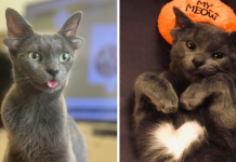 Rescue Cat With Two Sets Of Ears Who Loves To Cuddle