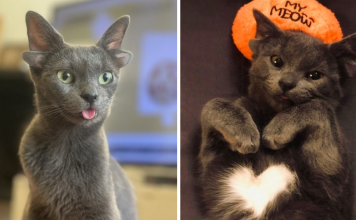 Rescue Cat With Two Sets Of Ears Who Loves To Cuddle