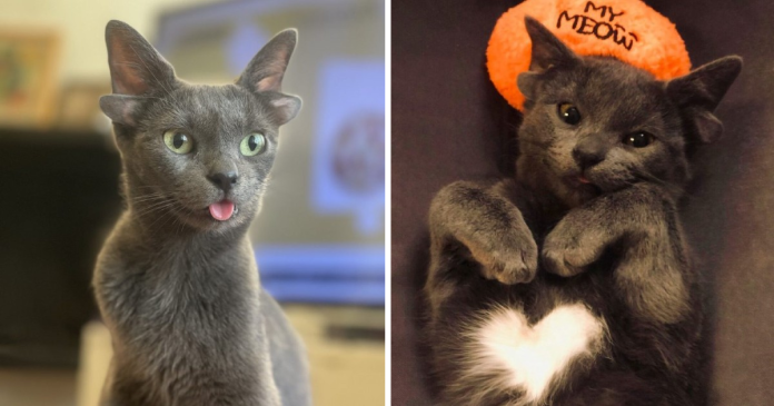 Rescue Cat With Two Sets Of Ears Who Loves To Cuddle