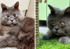 This Adopted Cat Named Fedya Is Unique