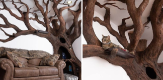 Man Creates Indoor Fake Tree For His Cat, And The Cat Loves It
