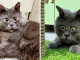 This Adopted Cat Named Fedya Is Unique