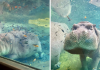 Timothy The Hippo Enjoying Underwater Spa