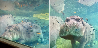 Timothy The Hippo Enjoying Underwater Spa