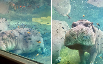 Timothy The Hippo Enjoying Underwater Spa