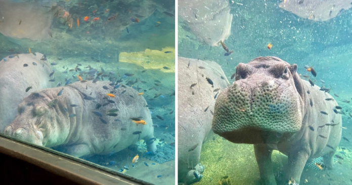 Timothy The Hippo Enjoying Underwater Spa