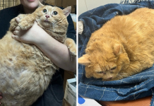 “Crumb” A Giant Cat That Weighs Nearly 40 lb Was Rescued From Russian Basement