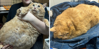 “Crumb” A Giant Cat That Weighs Nearly 40 lb Was Rescued From Russian Basement