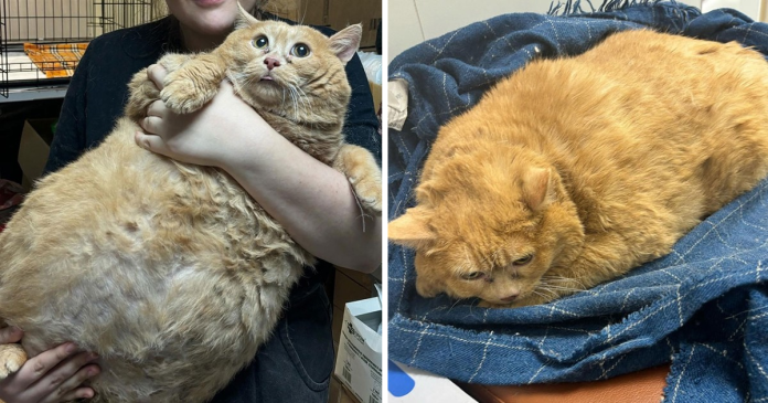 “Crumb” A Giant Cat That Weighs Nearly 40 lb Was Rescued From Russian Basement
