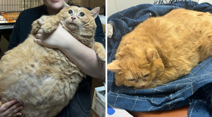 “Crumb” A Giant Cat That Weighs Nearly 40 lb Was Rescued From Russian Basement