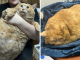 “Crumb” A Giant Cat That Weighs Nearly 40 lb Was Rescued From Russian Basement
