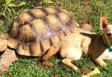 Little Dog Spends His Day Playing With His Best Friend