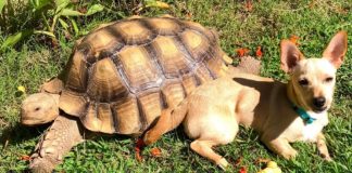 Little Dog Spends His Day Playing With His Best Friend