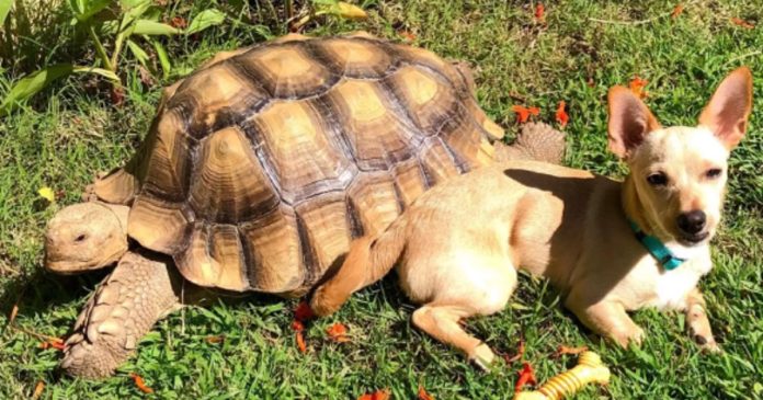 Little Dog Spends His Day Bringing Sticks To His Best Friend