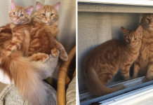 Cat Finds His Mini-Me And Raise Him As His Own