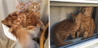 Cat Finds His Mini-Me And Raise Him As His Own